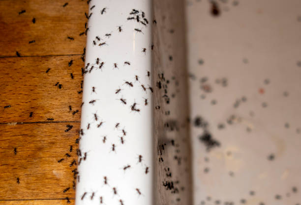 Best Pest Removal Services  in Richland, WA