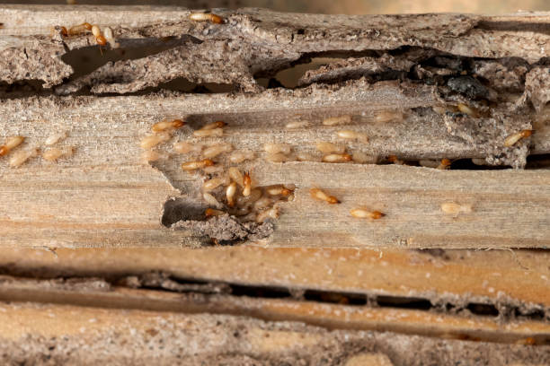 Richland, WA Pest Control Company